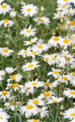 5th year aniversary appropriate flowers - daisies image