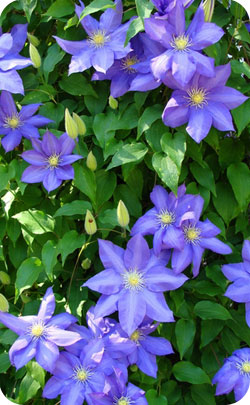 8th year anniversary appropriate flower - Clematis image