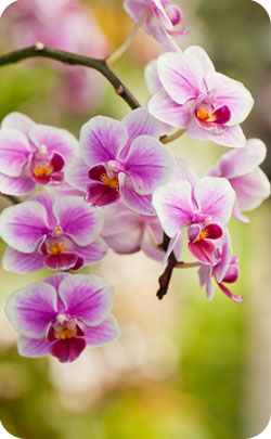 Orchid flower which is the 28th anniversary symbol