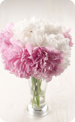 12th year anniversary appropriate flower peonies image