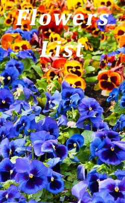 1st Anniversary Flower list