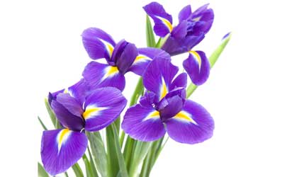 25th anniversary flowers - iris image