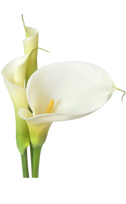 6th year appropriate flowers calla lilies image