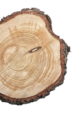 Wooden tree trunk cut in cross-section to show growth-rings