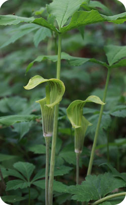 7th year appriopriate flower jack in the pulpit image